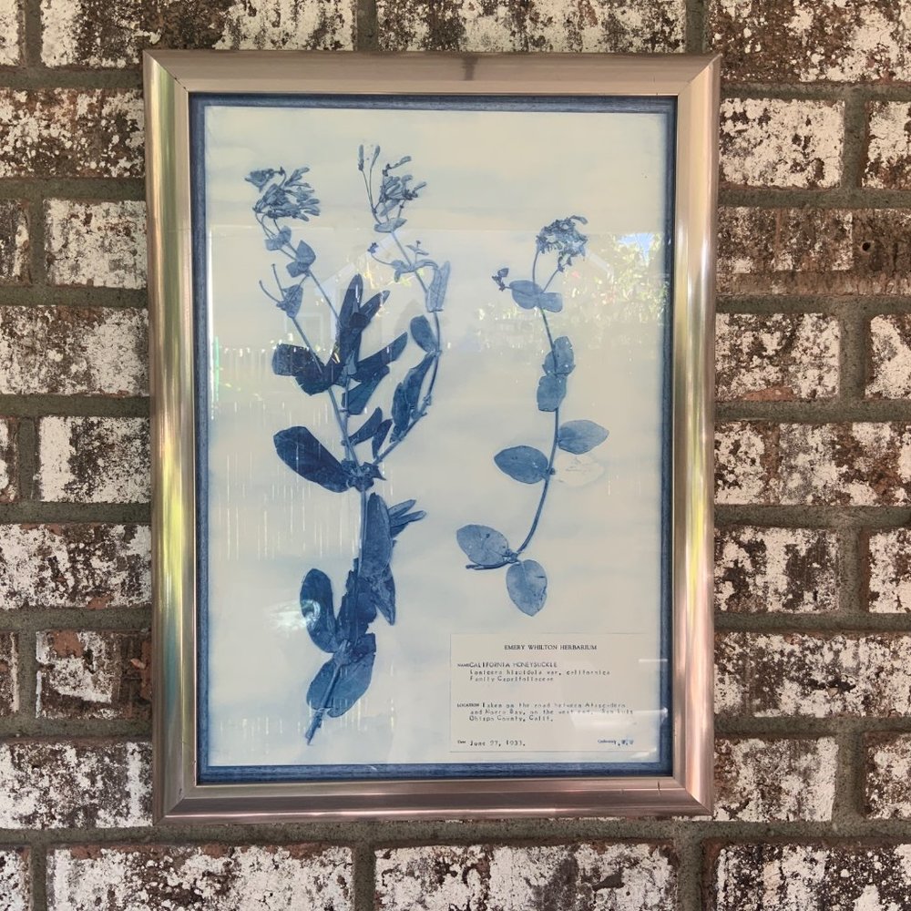 Blue and White Modern Classic Botanical Flower Framed Wall Art of Honeysuckle